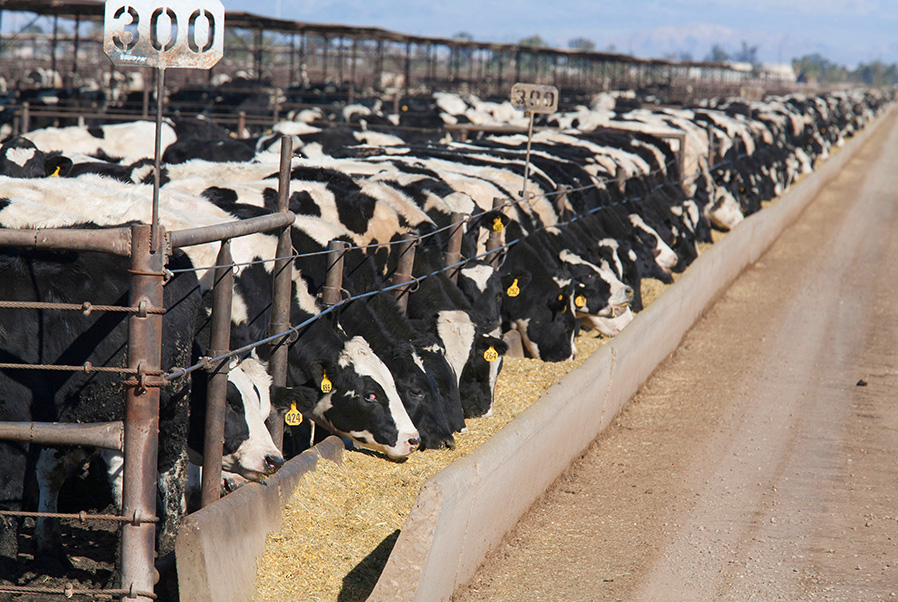 Numerous cattle in a feedlot eat grain from a feed trough.