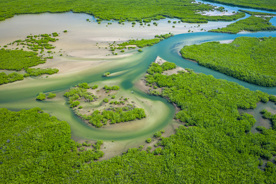 Aerial photo of a mangrove forest in Senegal. 