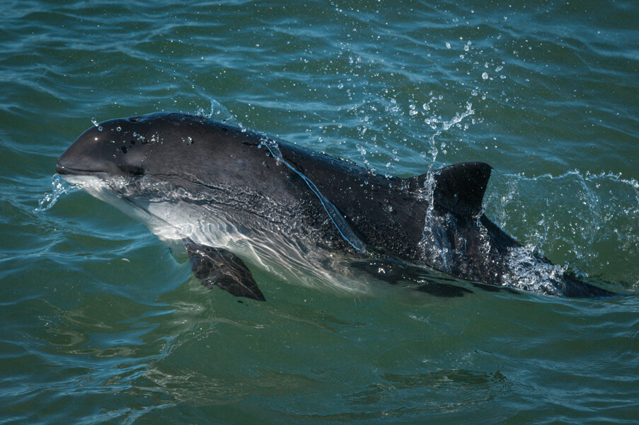 Photograph of a harbor porpoise, the subject of multiple eDNA research projects.