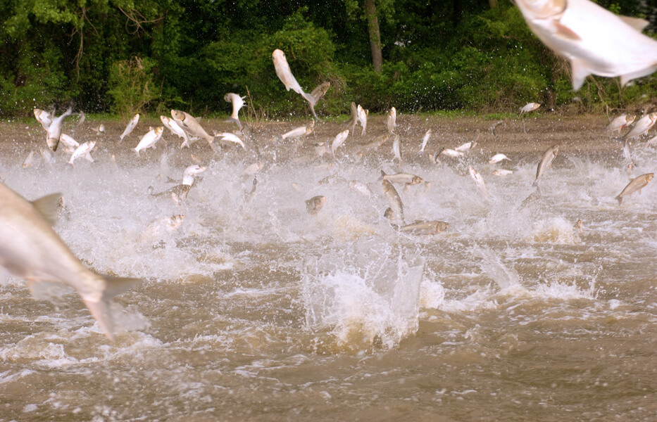 Photograph of dozens of Asian carp leaping high out of the water, with much splashing.