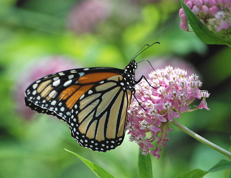 A monarch butterfly sits on a pink swamp milkweed blossom.