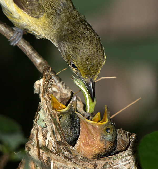 A bird with a grey head and white-and-yellow underparts feeds a caterpillar to two nestlings.
