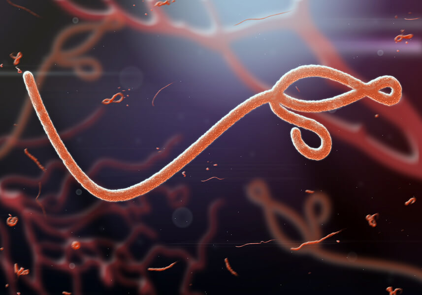 Ebola virus Illustration of the Ebola virus.