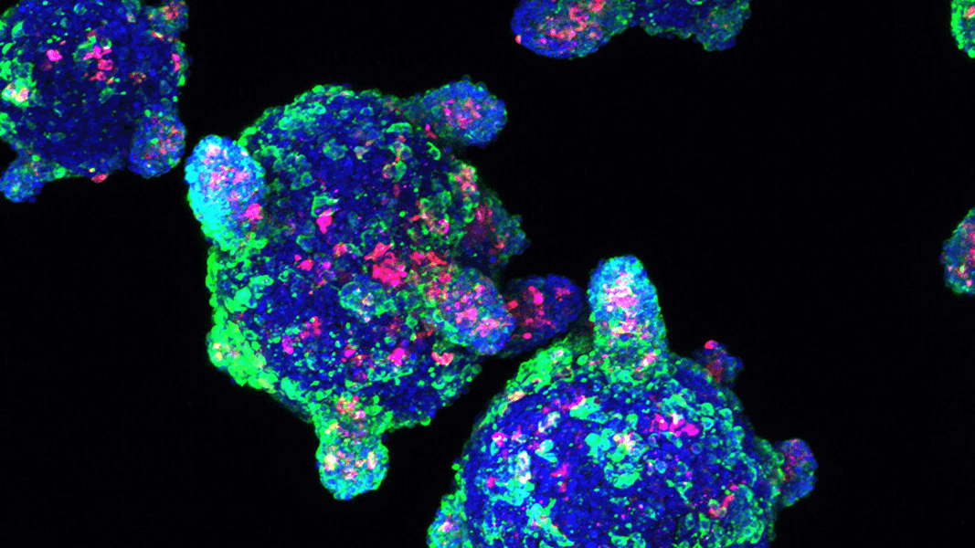 Multicolored microscopy image of several cells.