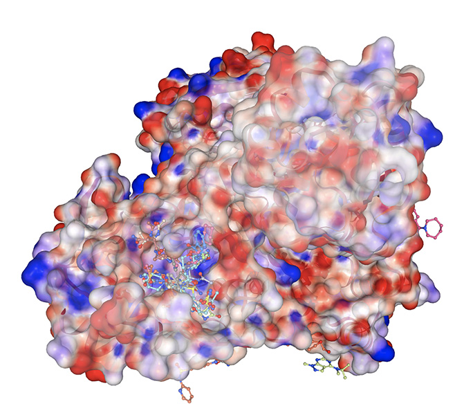 A 3D rendering of a large protein reveals different chemical sites that smaller chemical molecules will bind, offering insight into potential areas on the protein to target during research on antiviral drugs.