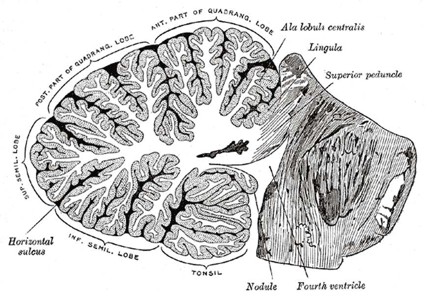 A black-and-white drawing of a cross-section of the cerebellum