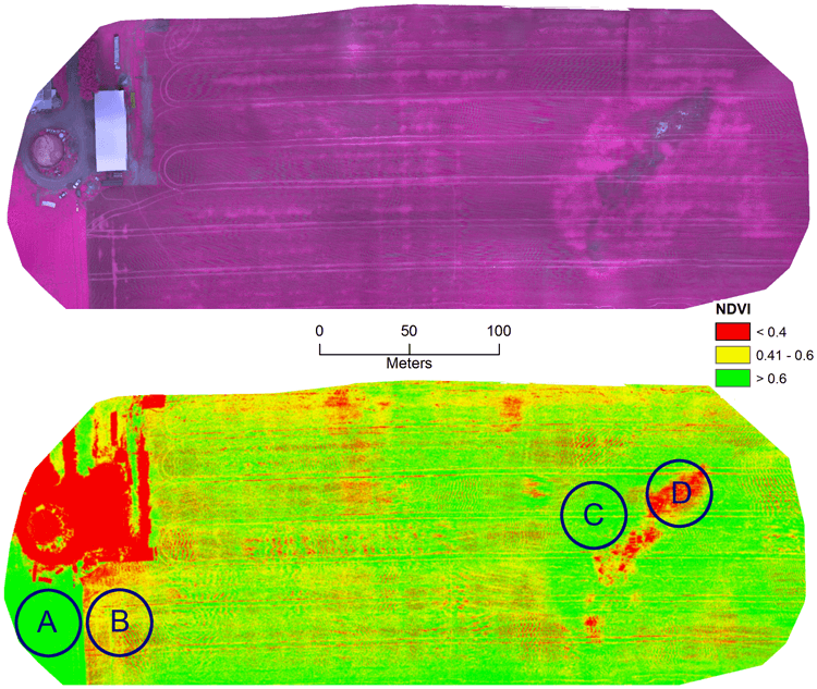 Two maps of a wheat field created with data gathered by a drone. One shows the field in infrared light; the other is an NDVI or normalized difference vegetation index of the same field. 