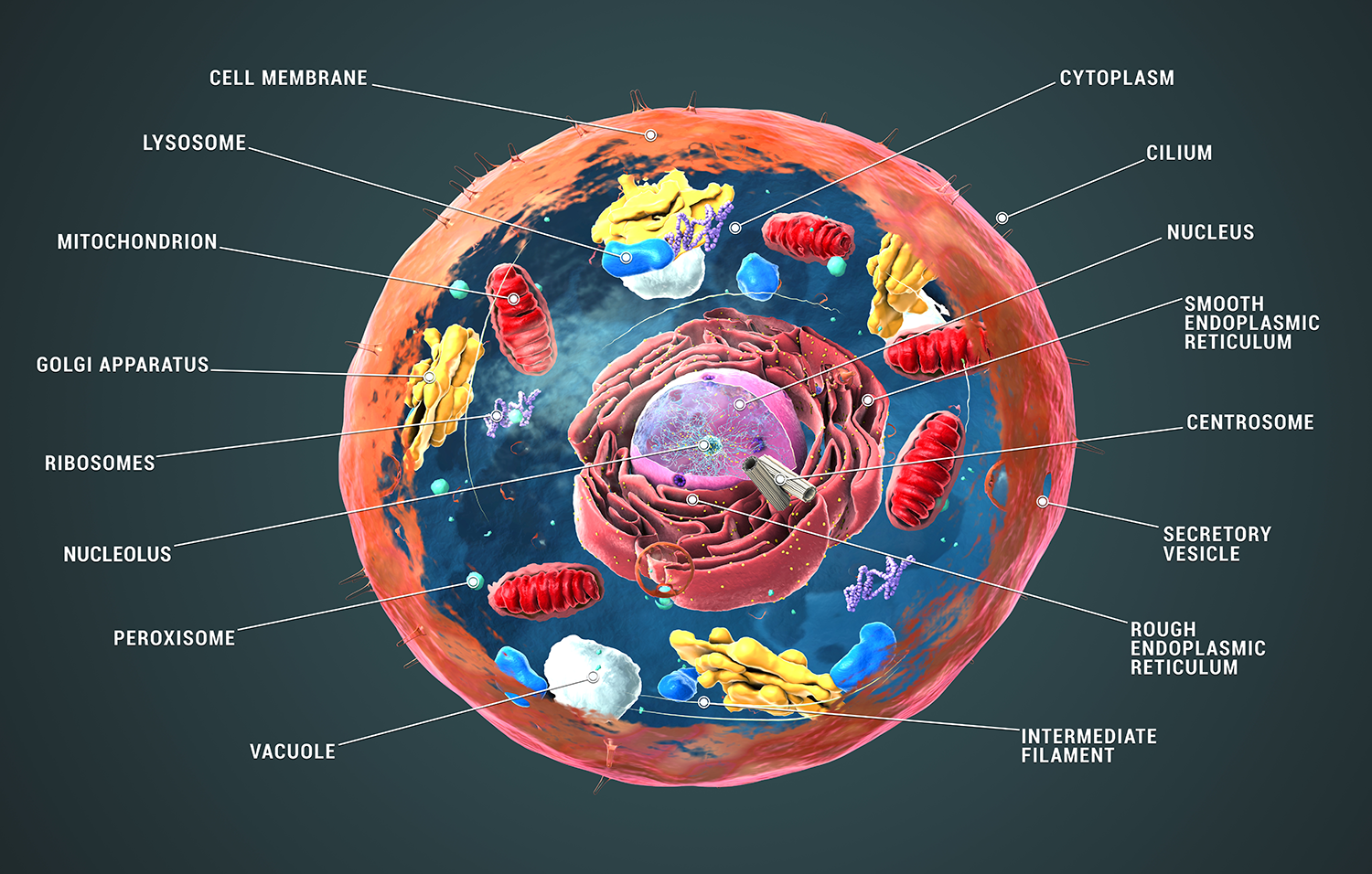 Colored diagram shows the insides of a cell. Structures such as the cell membrane, endoplasmic reticulum, mitochondrion and others are labeled.