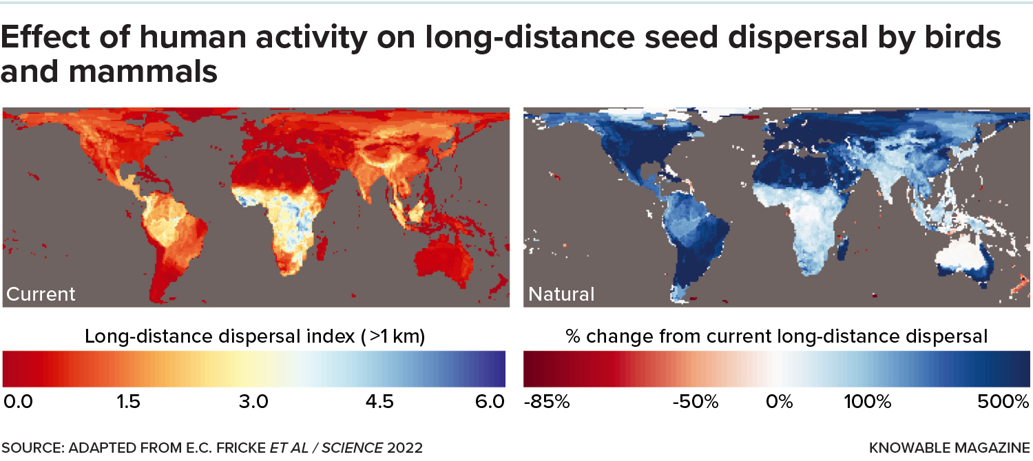 Two maps of the world. The different colors indicate how far seeds can be moved in different parts of the globe. The map on the right is mostly shades of blue, indicating long distances for seed dispersal. The map on left is very red, orange and yellow, indicating much shorter ranges.