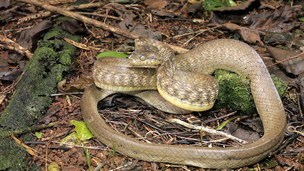 Photograph of a brown tree snake coiled up on a pile of leaves and litter.