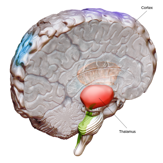Diagram shows parts of the human brain, including the location of the thalamus in the center and the cortex on the surface.