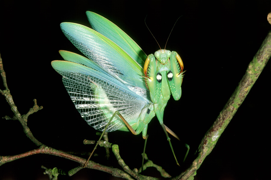 Photograph of the European praying mantis (Mantis religiosa) exhibiting its threat display. This mantis has a single ear located in a deep groove that runs down the middle of its chest. At the sound of a hunting bat, mantises make dramatic moves to evade capture. Yet these ears originated many millions of years before bats existed.