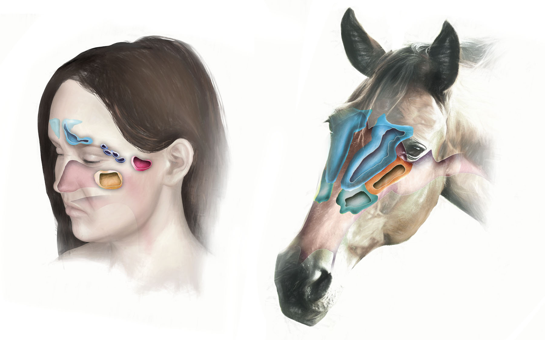 An illustration comparing the sinuses of humans and horses.