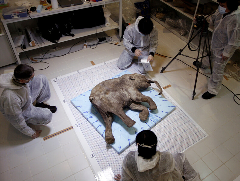 Photo shows the preserved body of the ancient mammoth calf (Mammuthus primigenius) Lyuba. Scientists at the Jikei University School of Medicine in Japan, studying Lyuba, January 2008. Lyuba died 41,800 years ago at the age of 30 to 35 days.