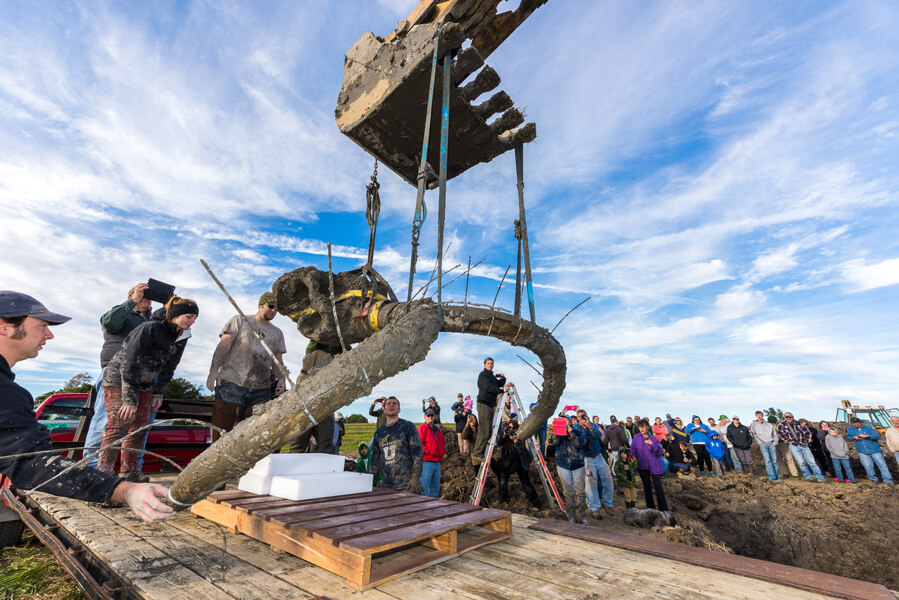 A mammoth skull and tusks are lifted from an excavation pit in October 2015 on a farm near Chelsea, Michigan.