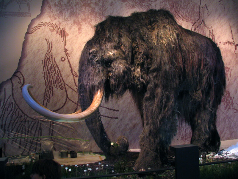 Photo shows a full-size replica of a woolly mammoth in an indoor viewing area. 