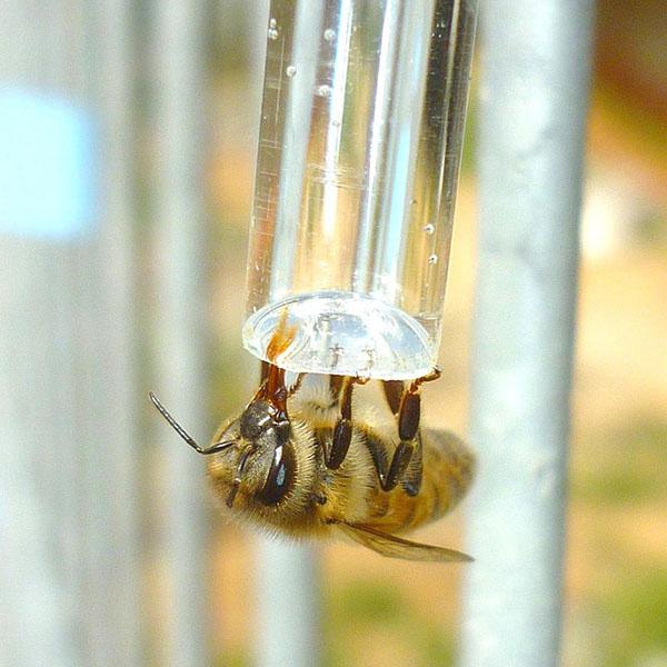 A honeybee sips nectar from a glass tube.