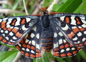 Edith’s checkerspot butterfly: Checkered past, uncertain future