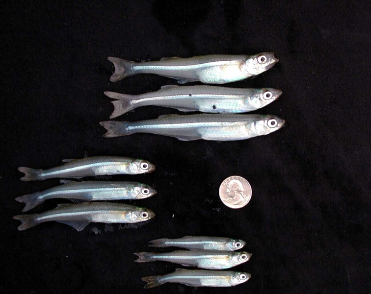 Photograph of three groups of fish of different sizes. A penny is shown for size reference.