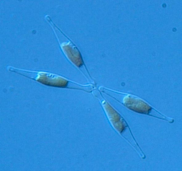 Microscope image shows individuals of the species on a blue background. Green chlorophyll is visible within the transparent cellular structures.