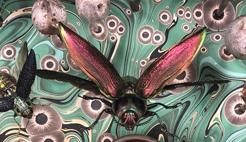 <p>The alien beauty and creepy fascination of insect art</p>