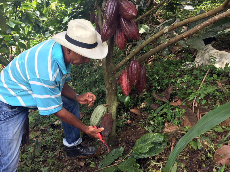 A man wearing a striped shirt and a white, brimmed hat leans over an infected cacao pod with clippers.