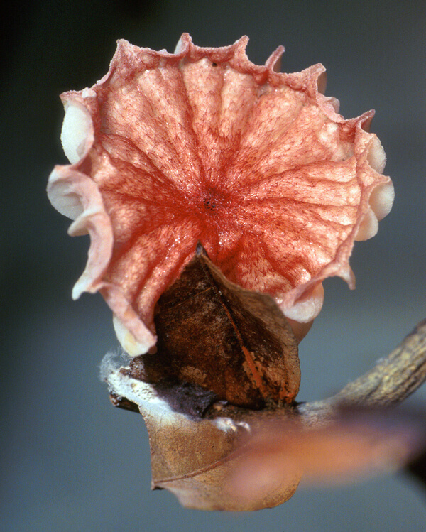 Witches’ broom forms a pink, whorled mushroom, growing on another plant.