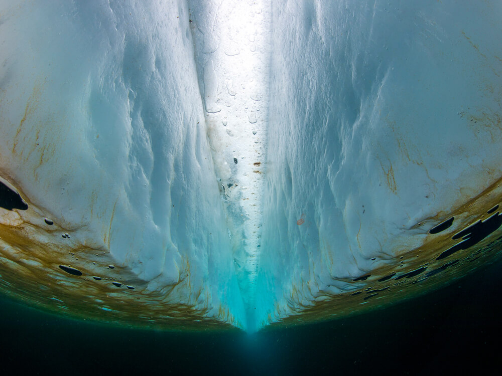 Sea-ice algae Algae cling to the bottom of a thick layer of Arctic sea ice
