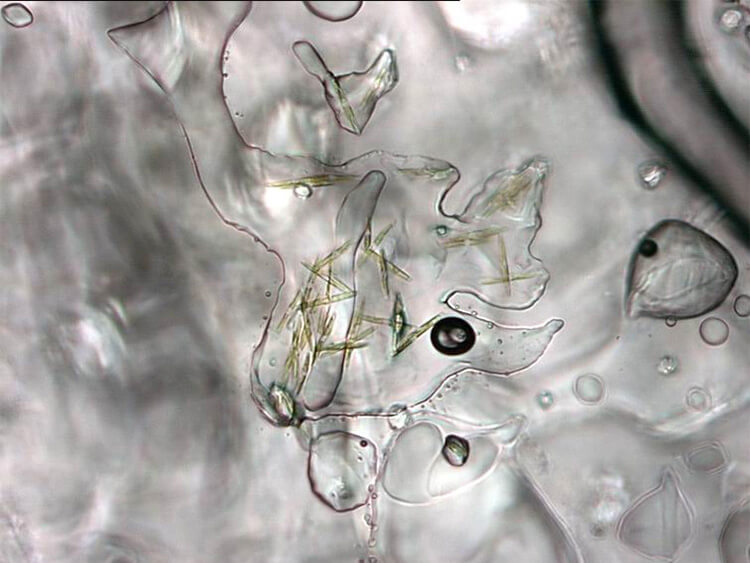 Brine channel with life Magnified image of microorganisms living in a sea-ice brine channel