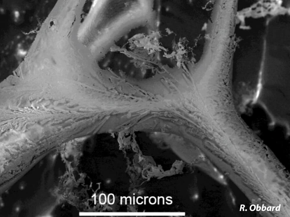 Brine channel Scanning electron micrograph of a brine channel within Arctic sea ice