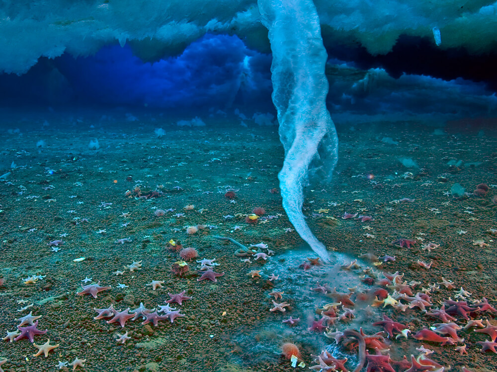 Brinicle Sea stars freeze as a brinicle – a tornado of freezing water — extends to the ocean floor in the Arctic