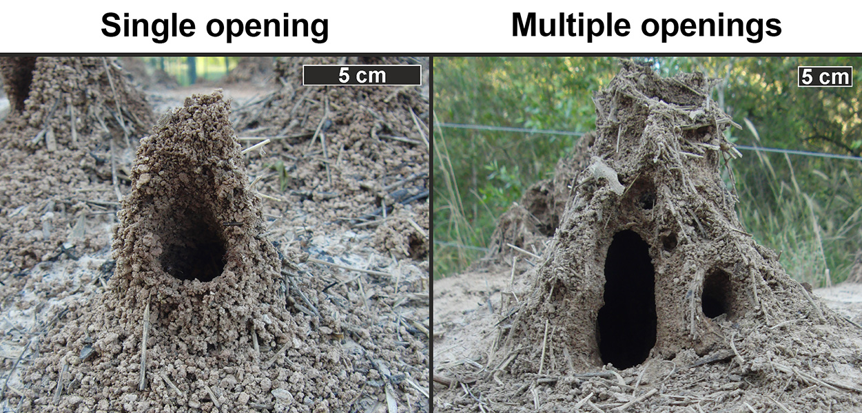 Nest turrets for air flow Side-by-side towers of mud and grass with openings