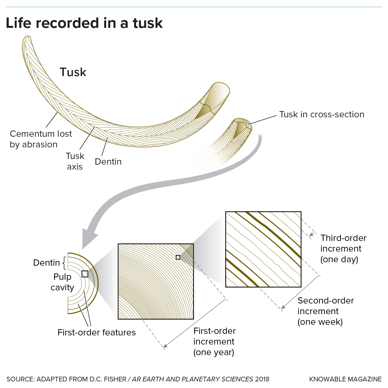What’s in a tusk placeholder Image