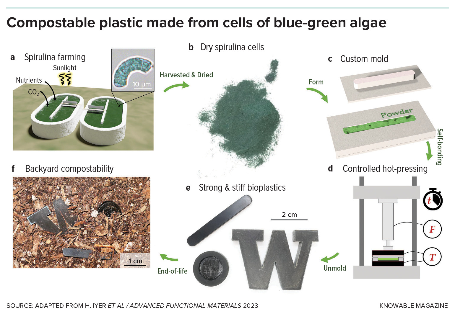 A graphic shows the steps involved in making a bioplastic from spirulina cells.