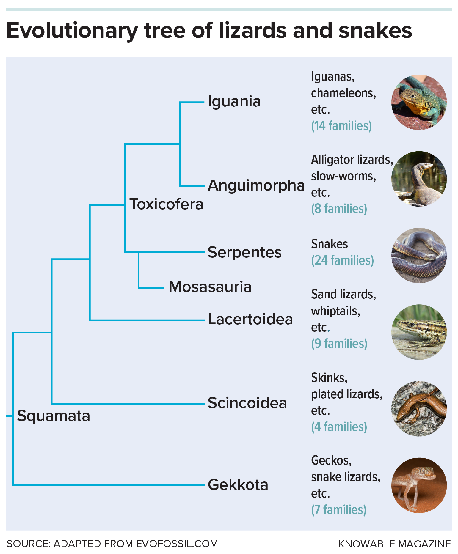Evolutionary tree of lizards and snakes A family tree shows how snakes, called Serpentes, are nested within the larger group of lizards, called Squamata.