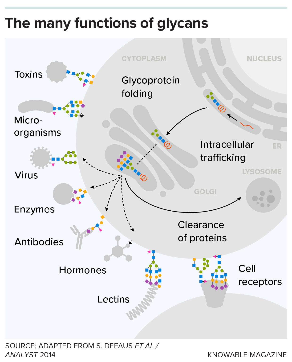 Roles of glycans A graphic depicts some of the roles of glycans.