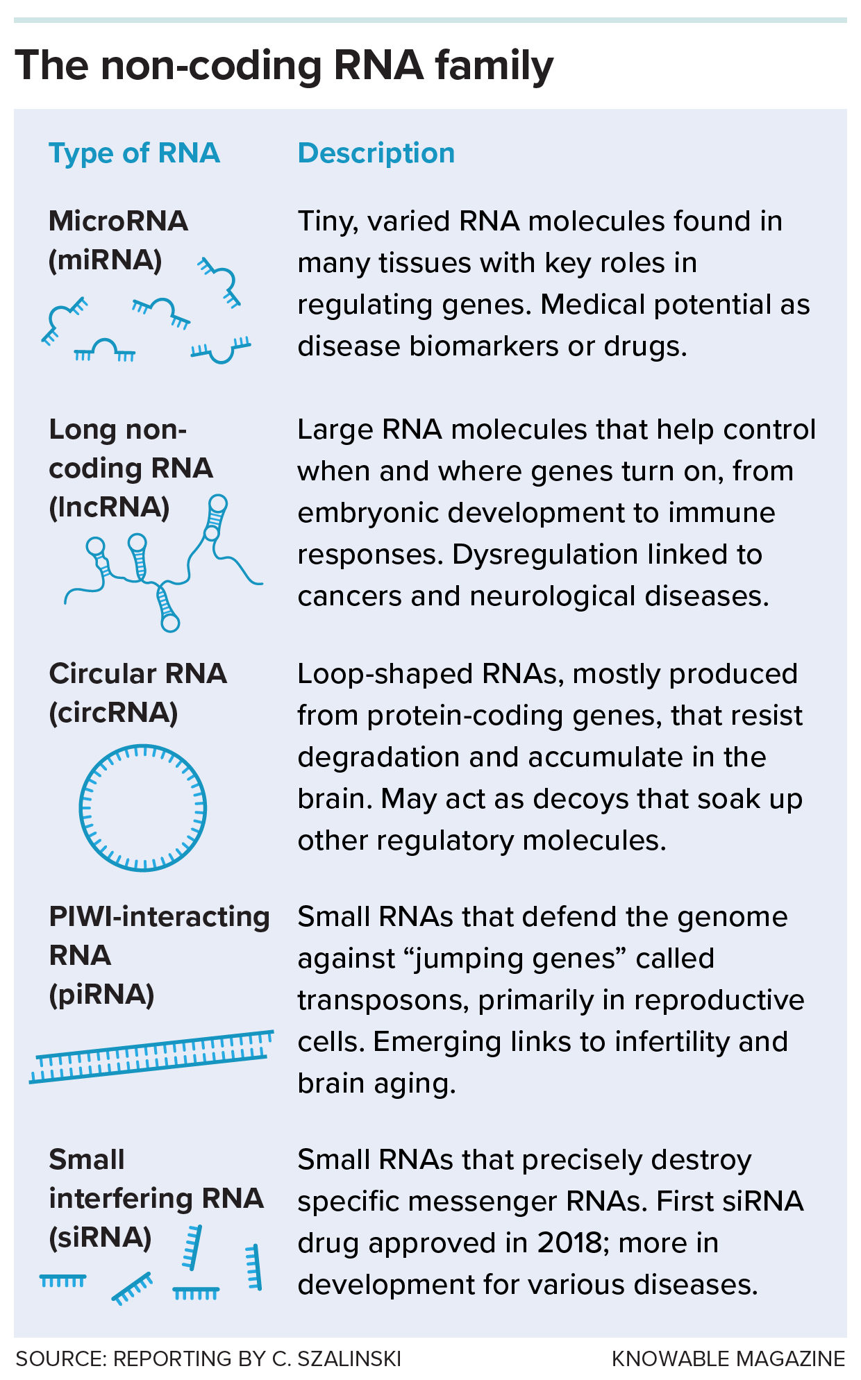 Types of non-coding RNA A table describes key aspects of five types of non-coding RNA: miRNA, lncRNA, circRNA, piRNA and siRNA.