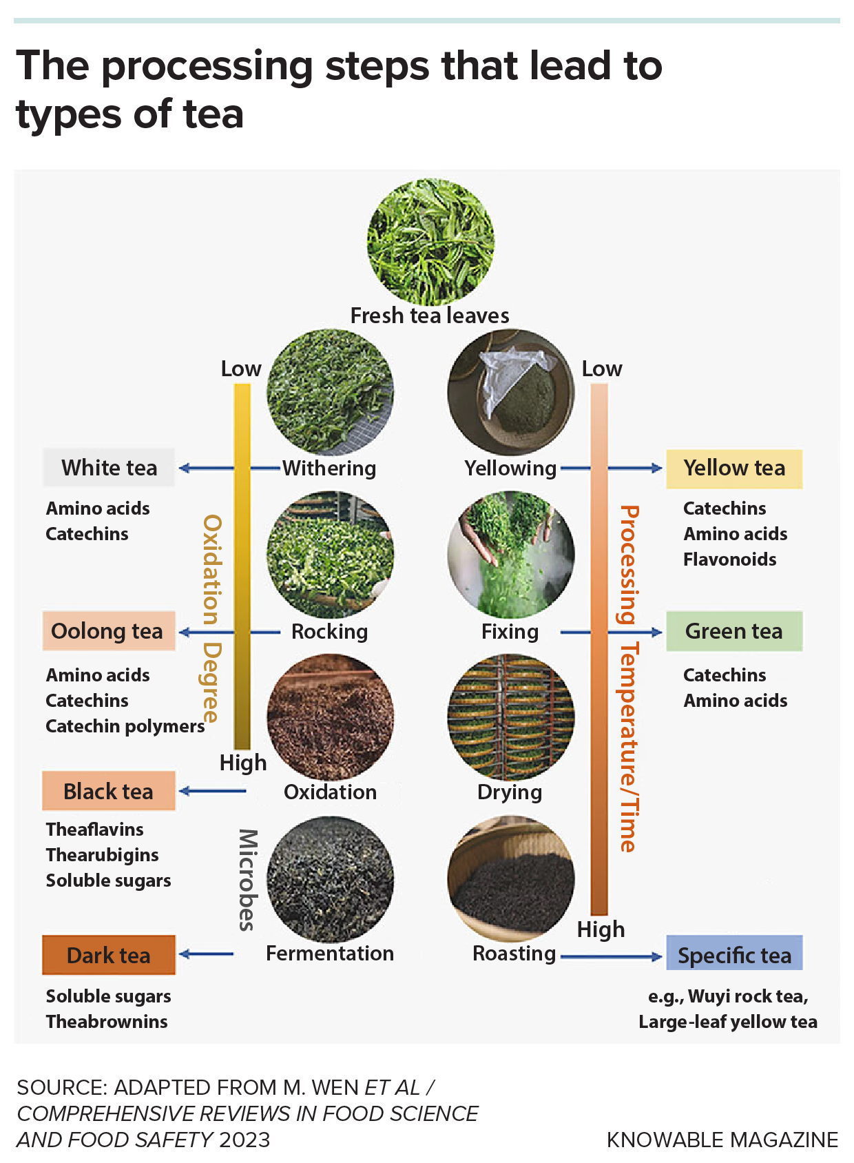 The processing steps that lead to types of tea Graphic shows various processing steps that lead to different types of tea.