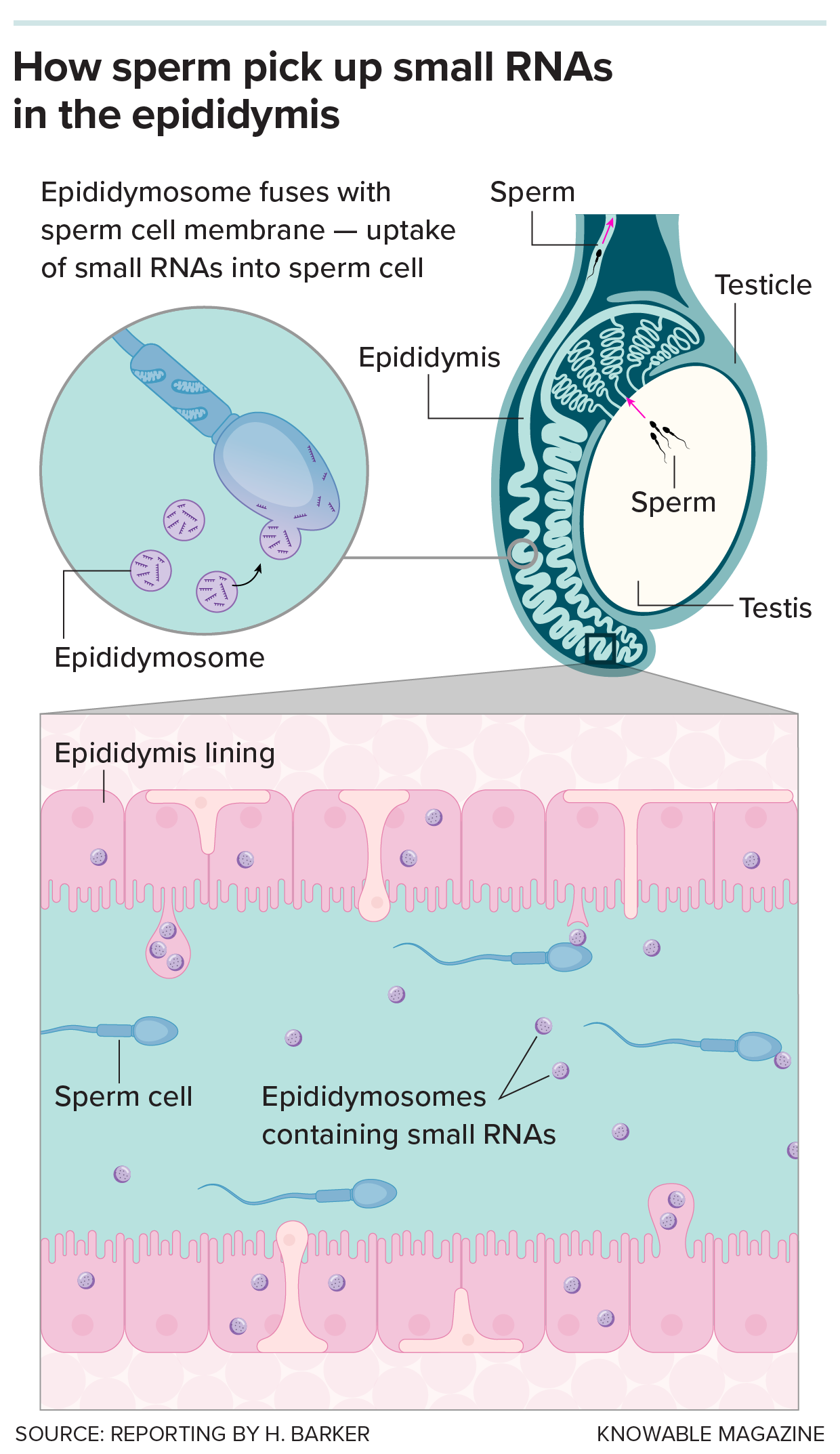 Small RNAs in the epididymis Graphic shows how sperm may pick up small RNAs in the epididymis.