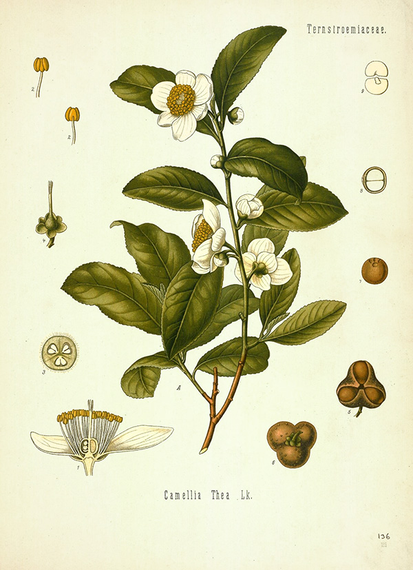 The tea plant A botanical illustration shows the tea plant and its various parts.