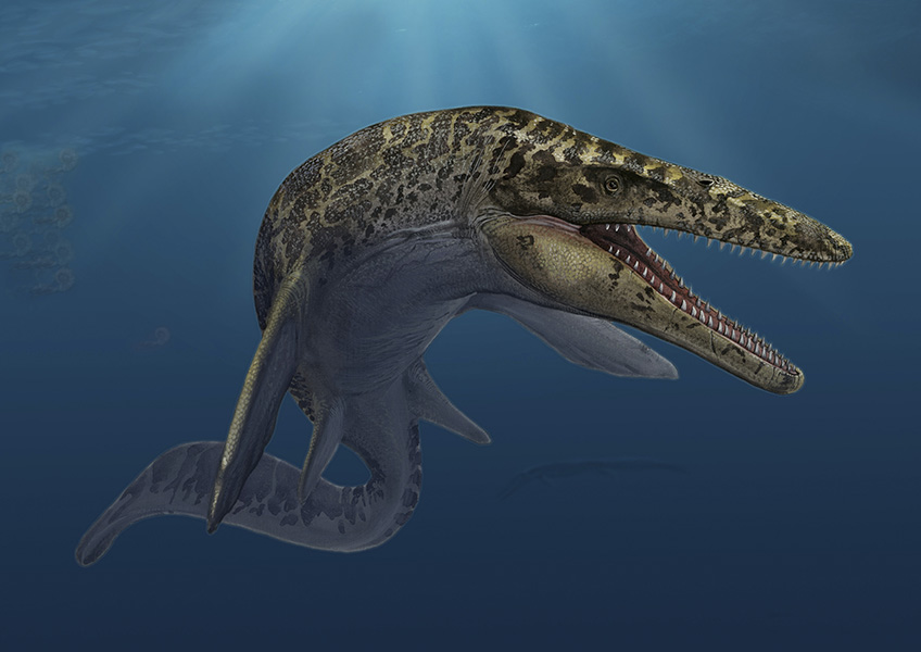 Snakes’ swimming sisters? An artist’s conception of a toothy, aquatic reptile.