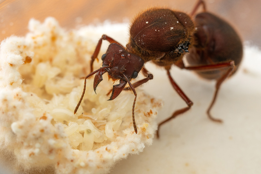 Ant family photo Ant up close tends to yellow eggs cupped in a mass of spongy fungus