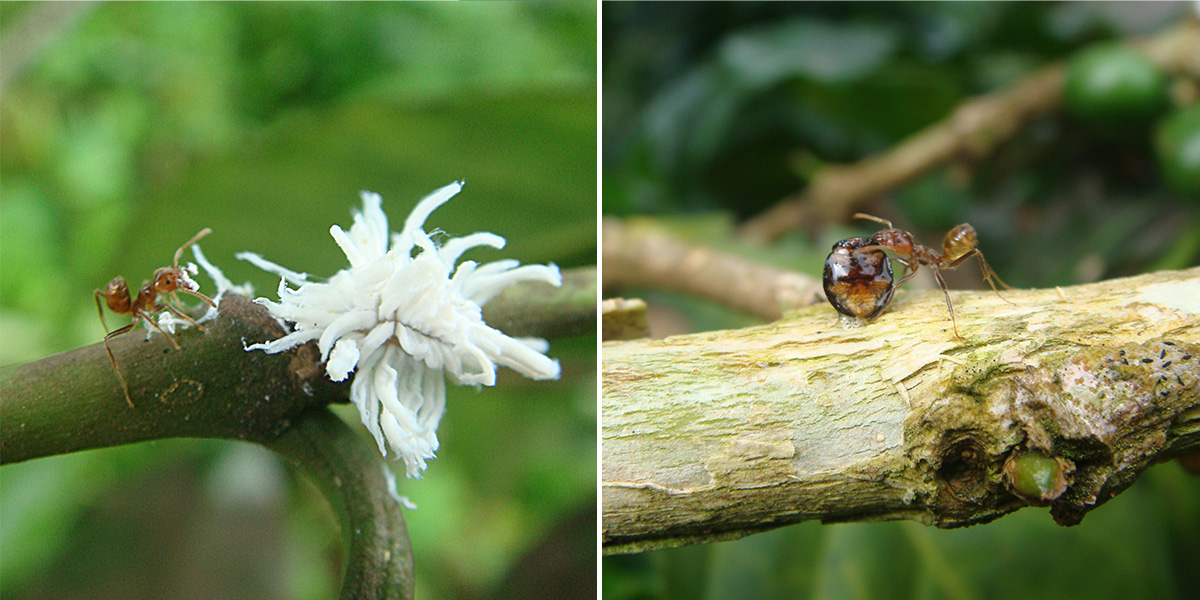 Two photos, an ant next to a fuzzy white beetle larva and an ant with a shiny beetle.