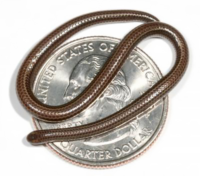 A small serpent A tiny snake is shown atop a US quarter.