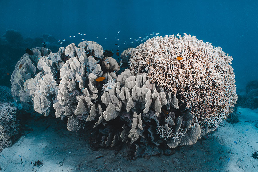 Coral bleaching Underwater photo shows a few types of large corals bleached white on the sea floor.