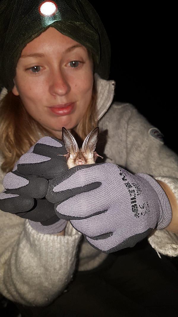 Brown long-eared bat A woman wearing a headlamp holds a bat in her gloved hands for the camera.