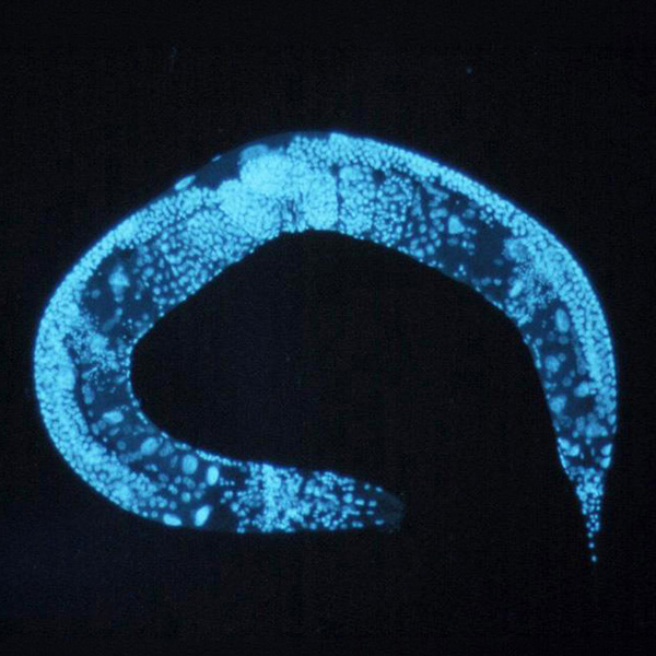 Caenorhabditis elegans Microscope image of C. elegans.