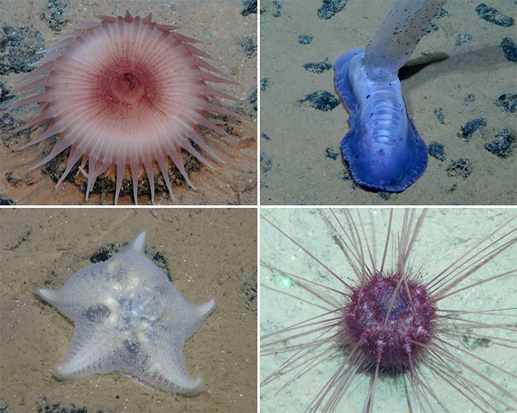 Life at the Clarion Clipperton Zone Photograph of four creatures from the seabed of the Clarion Clipperton Zone.
