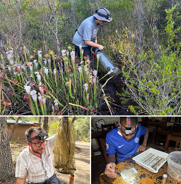 Scientists collecting iDNA Researcher holding a vacuum in a bog; researcher inspects a netted tube filled with bugs; researchers at a desk sorts through insects with tweezers.