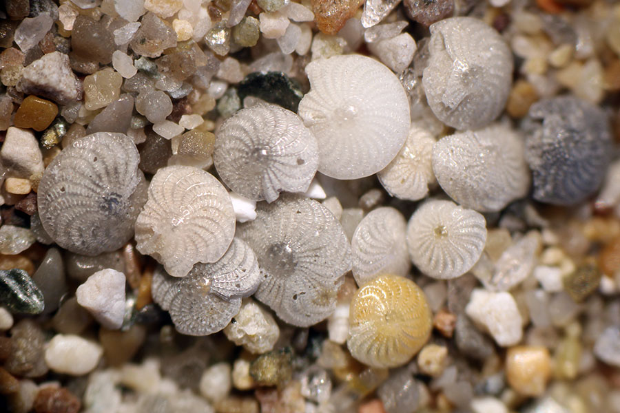 Foraminifera Ornate shells of tiny marine organisms called foraminifera